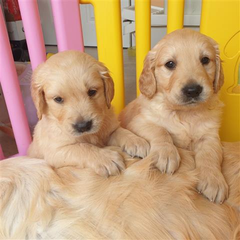 $500 : Golden Retriever puppies- Male image 1