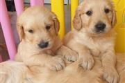Golden Retriever puppies- Male en Anchorage