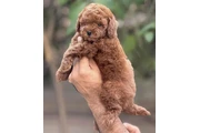 Toy Poodle Available For Sale en Jackson