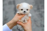 $250 : Maltese and pomeranian thumbnail