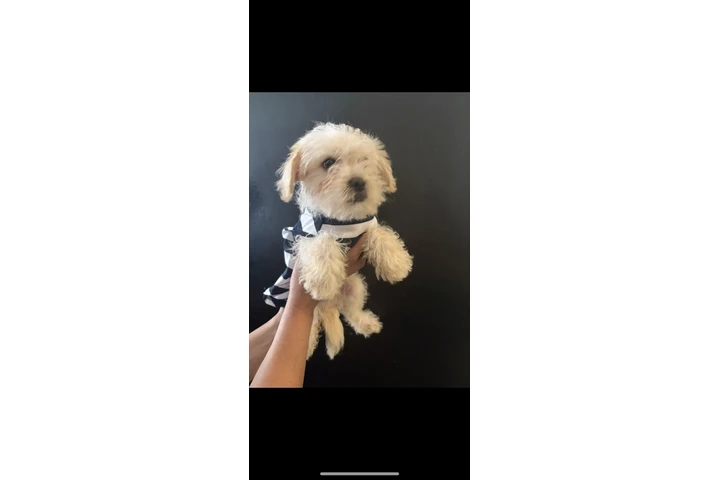 $300 : Cachorros image 2
