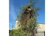 Desert Agave Landscaping, LLC thumbnail 4