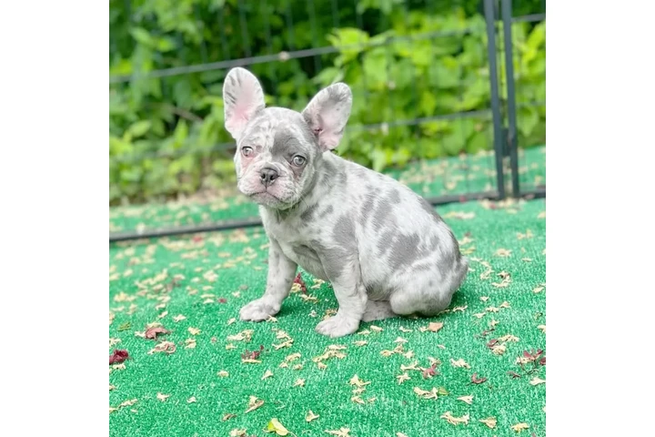 $400 : French bulldog image 2