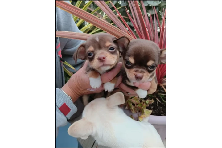 $700 : Chihuahua puppies image 6
