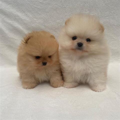 $500 : Teacup Pomeranian puppies image 1