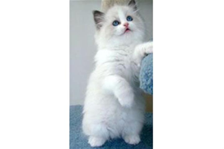 Ragdoll kittens image 1