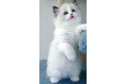 Ragdoll kittens thumbnail