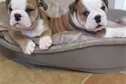 Cachorros de bulldog ingles pa en Aguadilla