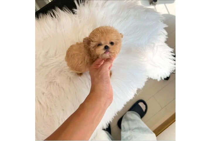 $350 : taza de té maltipoo image 3