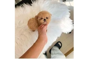 $350 : taza de té maltipoo thumbnail