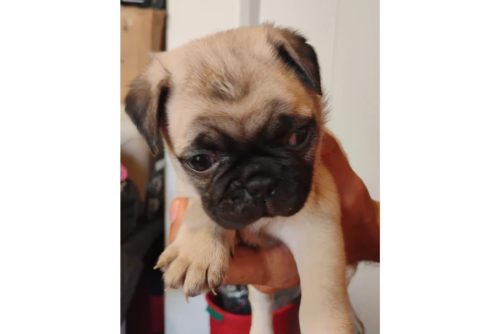 $200 : Cachorros  Pug image 5