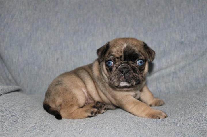 what is a merle pug