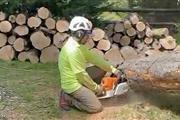 BERNES TREE SERVICES INC. thumbnail 2