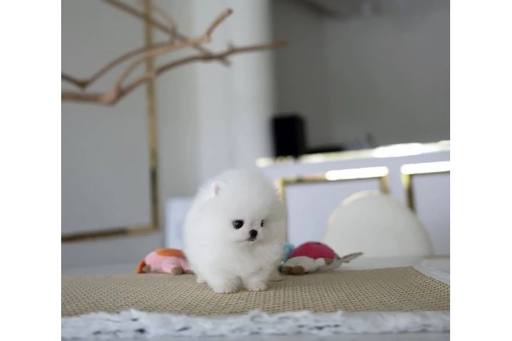 $400 : Preciosos Poms en venta image 2