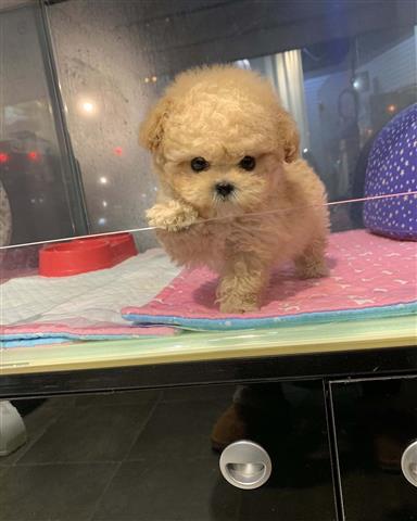 $350 : MALTIPOO EN VENTA image 1