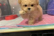 MALTIPOO EN VENTA