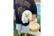 pomeranians puppy available! en Phoenix