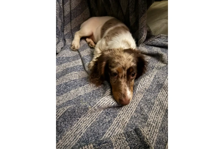 $2000 : Dapple pied miniature dachshun image 1