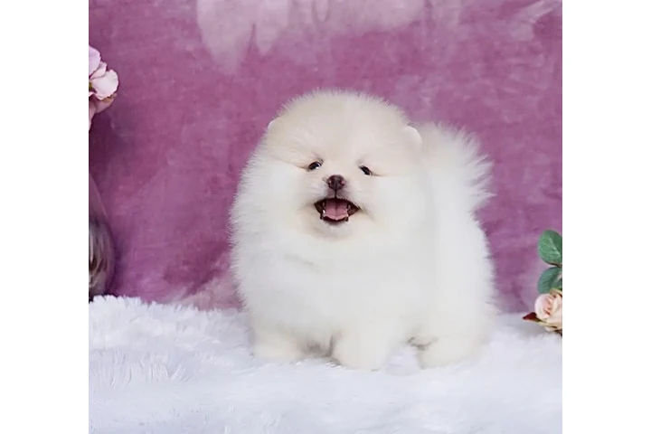 $400 : French bulldog and pomeranian image 6