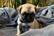 $350 : CACHORRO PUG thumbnail