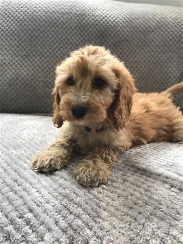 $400 : CAVAPOO PUPPY for sale image 1