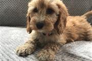 CAVAPOO PUPPY for sale