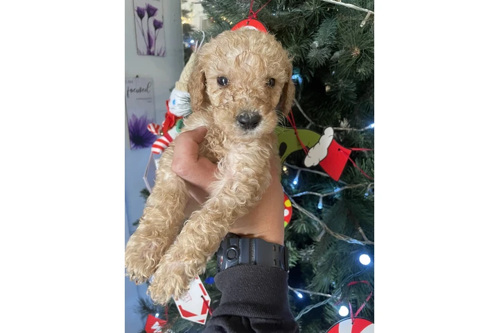 $850 : Standar Golden doodle puppies image 2