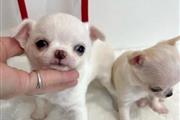 Chihuahua puppy for sale en Los Angeles