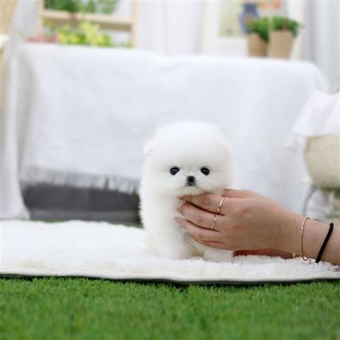 $250 : Pomeranian puppies for sale image 1