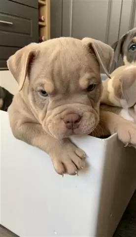 Male America bully Puppies image 1