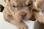 Male America bully Puppies