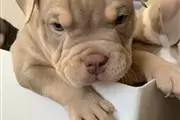 Male America bully Puppies en Madison