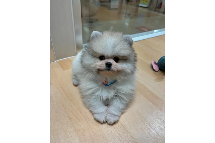 $350 : Pomerania en venta image 1