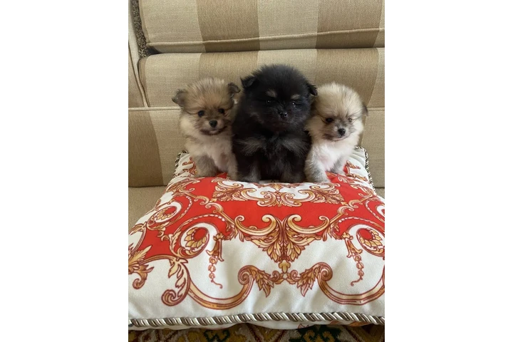 $300 : Pomeranians for Sale image 1