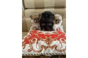 Pomeranians for Sale en Avon Park