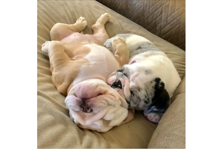 $350 : Cachorros Bulldog Inglés image 2