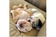 $350 : Cachorros Bulldog Inglés thumbnail