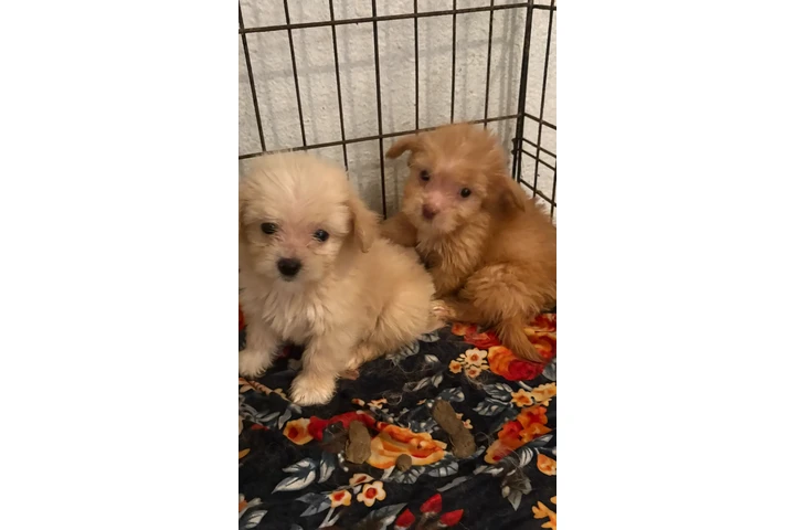 $450 : Mini boys image 1