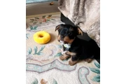 $200 : Teacup Yorkie for sale thumbnail