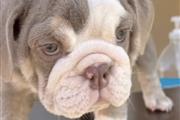 $2500 : AKC English bulldog thumbnail