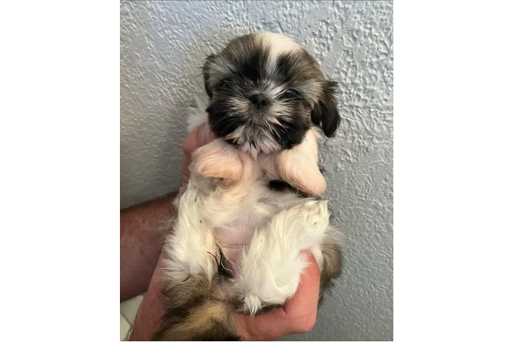 $350 : taza de té shihtzu image 2