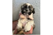 $350 : taza de té shihtzu thumbnail