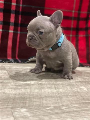 $500 : French bulldog image 1