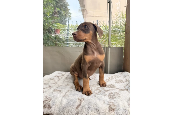 $550 : DOBERMAN PUPPY image 2