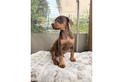 $550 : DOBERMAN PUPPY thumbnail