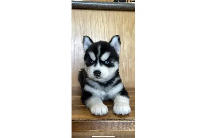 $350 : Cachorros de husky siberiano image 3