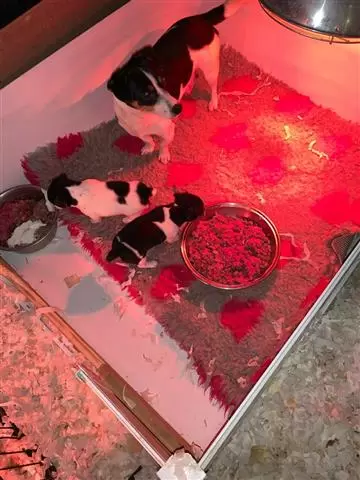 11 week Jack russells puppies image 2