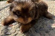 $700 : Puppies 🐶 yorkies Pom thumbnail