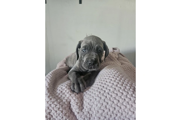 $600 : Cane corso image 7
