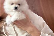 Quality Teacup Pomeranian en Jersey City